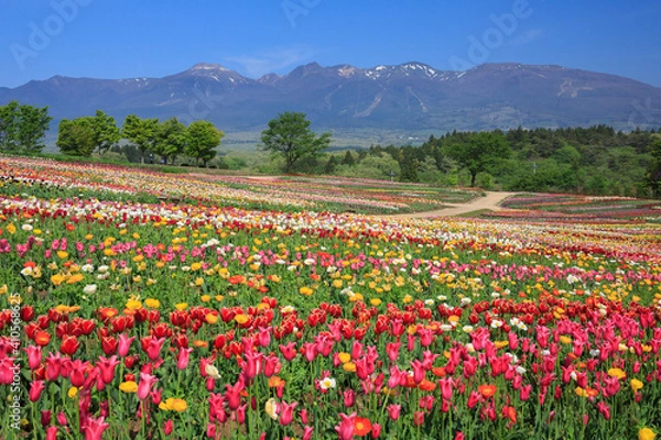 Fototapeta 那須町　那須フラワーワールドのチューリップ畑