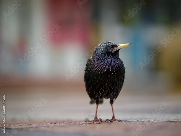 Obraz Standing Starling 