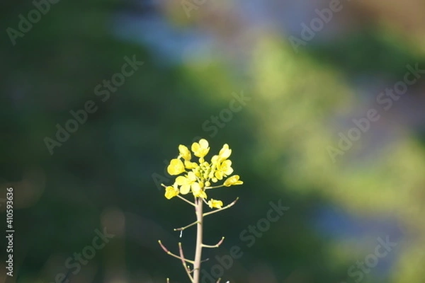 Fototapeta 菜の花