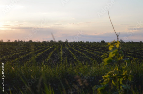 Obraz vineyard at sunset