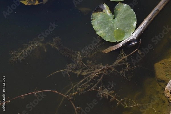 Obraz frog in the water