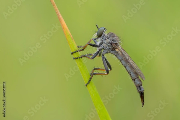 Fototapeta Asilidae, piccolissimo tafano 