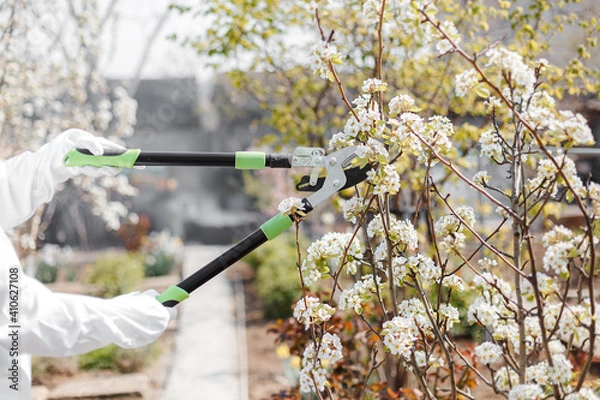 Fototapeta Pruning trees