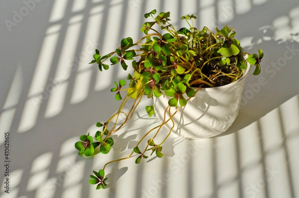 Obraz Phototropism. Houseplant growing towards sunlight.