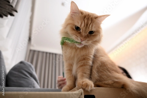 Fototapeta 猫じゃらしで遊ぶ猫