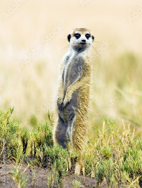 Obraz Erdmännchen schauend