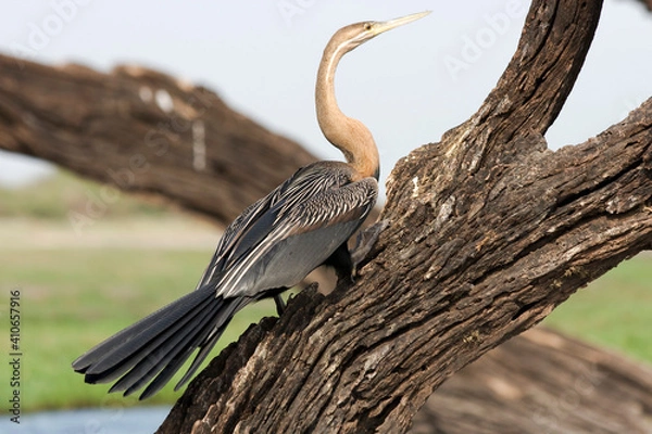 Obraz Schlangenhalsvogel