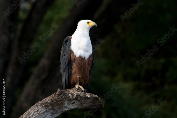 Obraz Seeadler auf Baumstamm