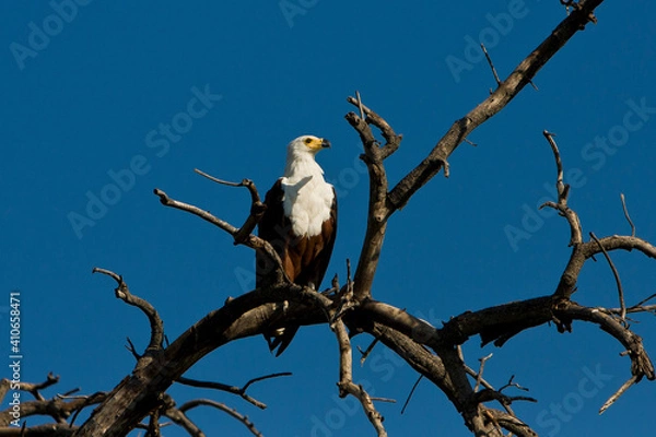 Obraz Seeadler auf Baum