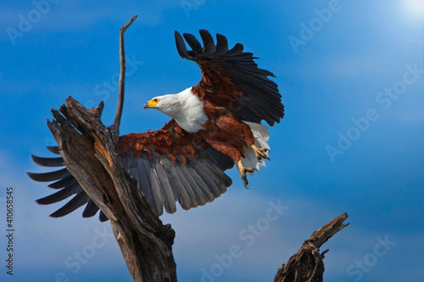 Obraz Adler fliegend