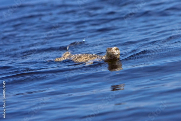 Obraz Waran schwimmend im Fluss