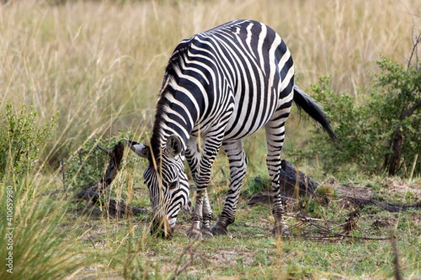 Obraz Zebra beim grasen