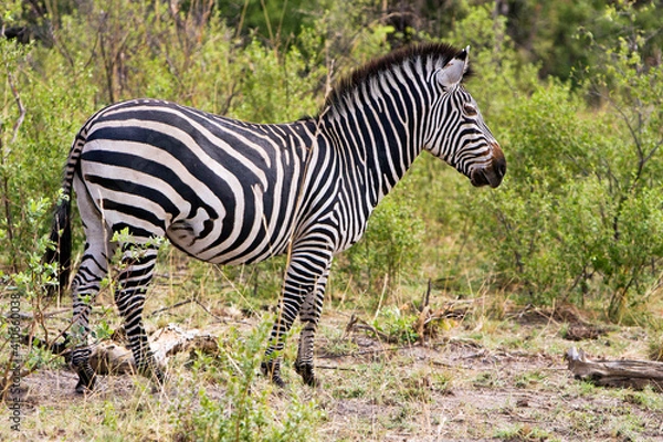 Obraz Zebra