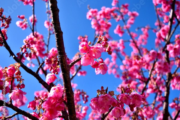 Fototapeta 伊豆土肥のきれいで可愛い土肥桜