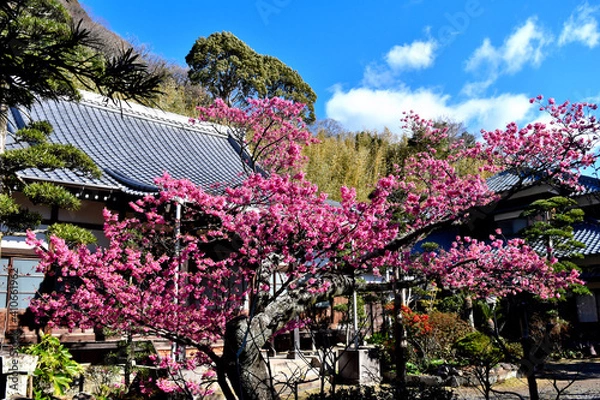 Fototapeta 伊豆土肥のきれいで可愛い土肥桜