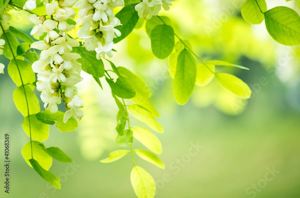 Obraz acacia flowers