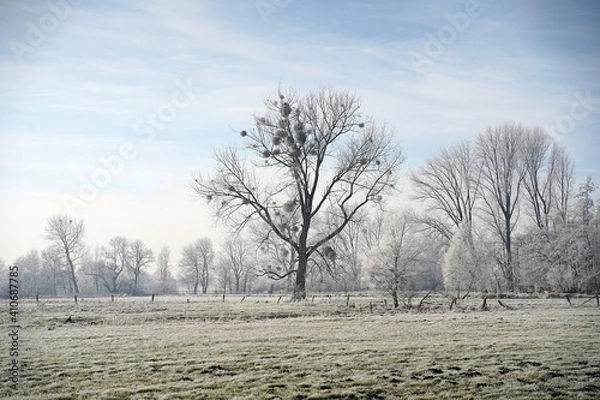 Fototapeta trees in the field with white frozen branches