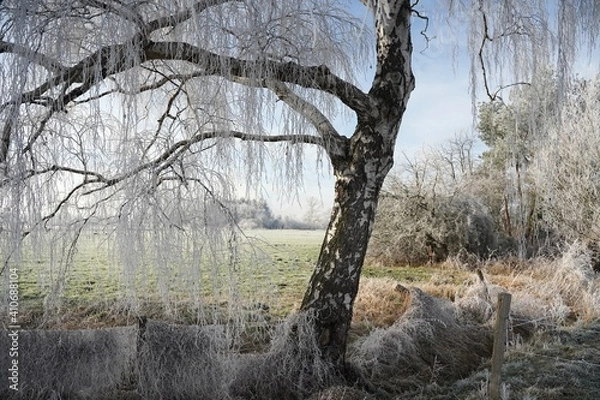 Fototapeta trees in the field with white frozen branches
