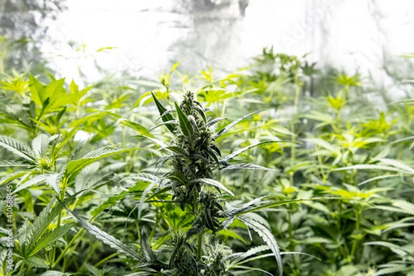 Obraz Group of medical marihuana plants inside a special cupboard for cultivation, in the foreground, a tip of a plant where the buds come out. Selective focus.