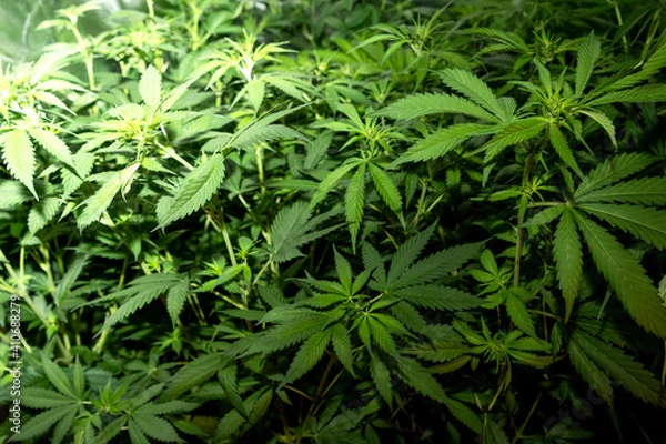 Obraz Details of several medicinal marihuana plants inside a special cupboard for cultivation.