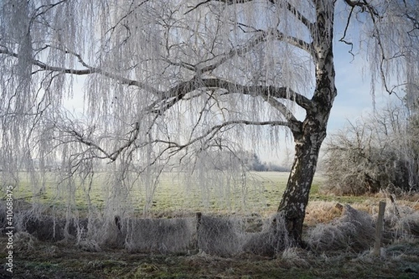 Fototapeta trees in the field