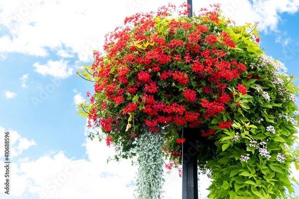 Obraz Close-up of a colorful bush placed in the middle of a street light.