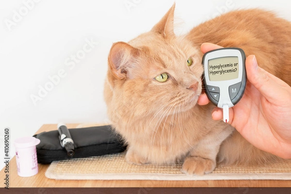 Fototapeta Cat's owner while measuring the blood sugar values of his feline. Cats and diabetes concept. Glycemia measurement in diabetic cat. Use of glucometer for checking up the blood glucose  on pets.