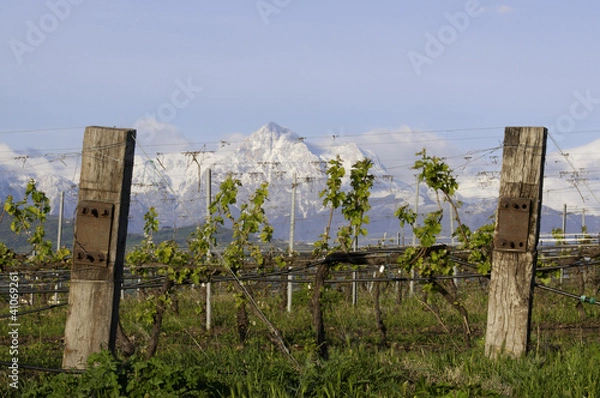 Obraz Gran Sasso tra i vigneti