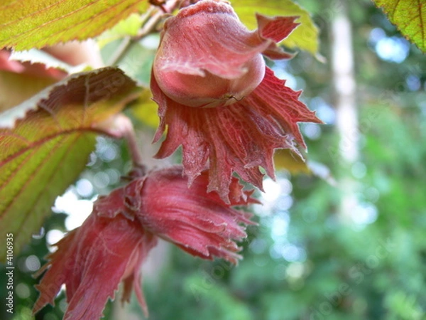 Fototapeta Haselnuss