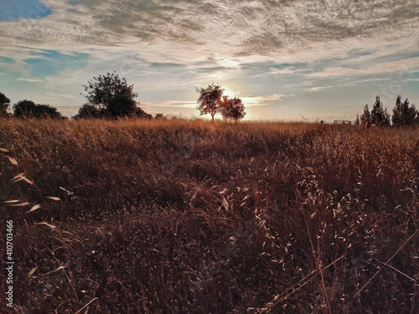 Obraz Rural landscape