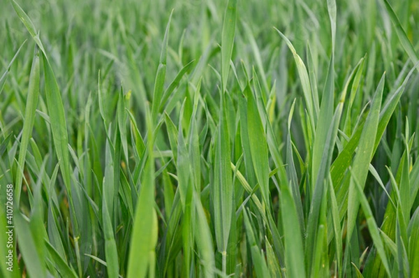 Fototapeta green grass background