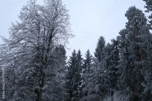 Obraz Waldlandschaft im Winter mit Schnee