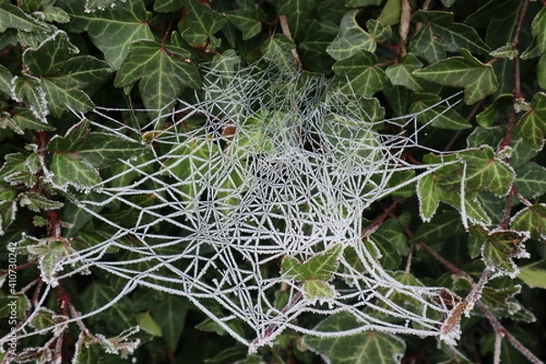 Obraz Spinnennetz auf Blätter im Winter