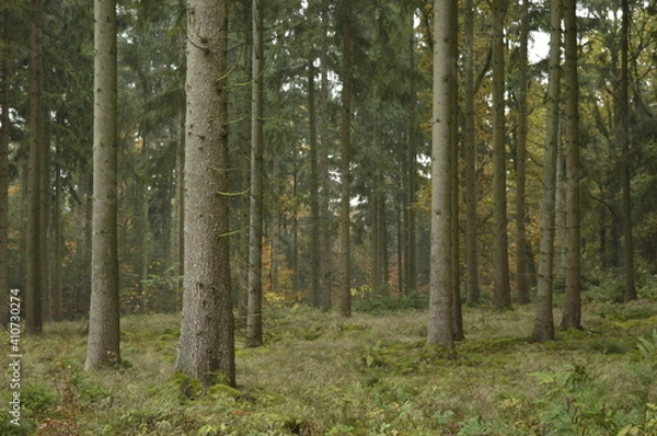 Obraz trees in the forest