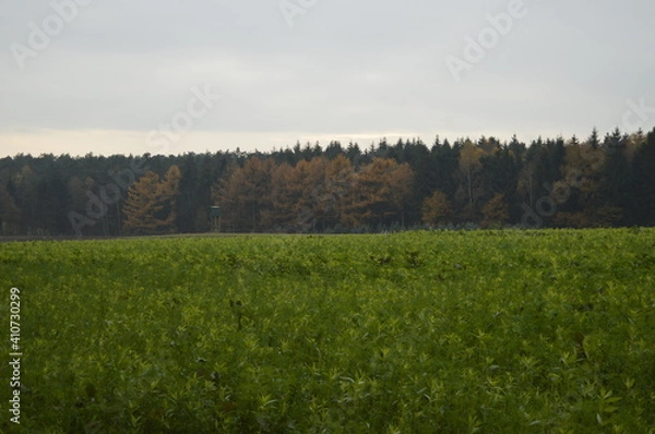 Obraz field and forest