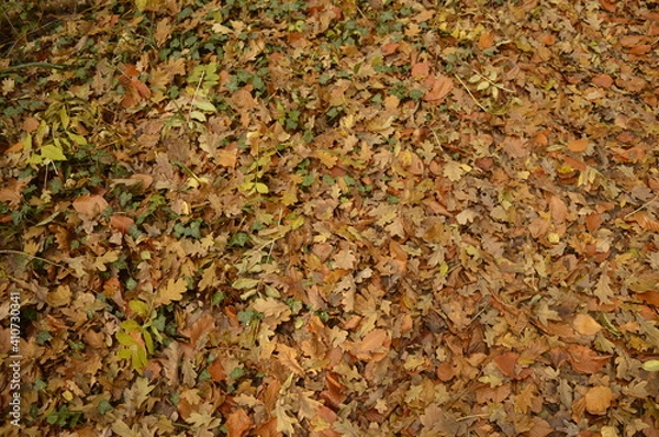 Obraz autumn leaves background