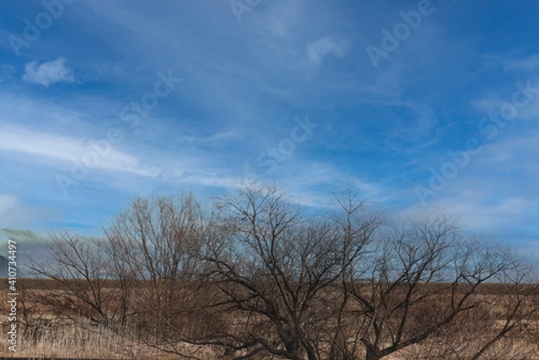 Fototapeta 冬木立