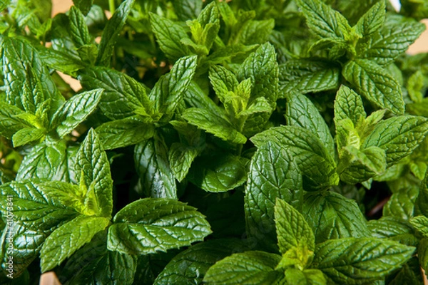 Obraz Plan de menthe