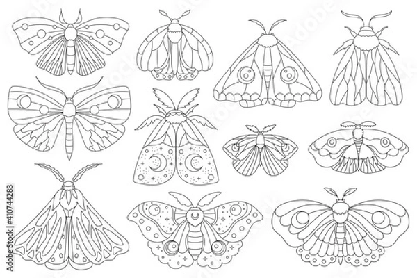 Fototapeta Hand drawn moth collection. Boho elements with butterflies for decoration. Mystery symbols