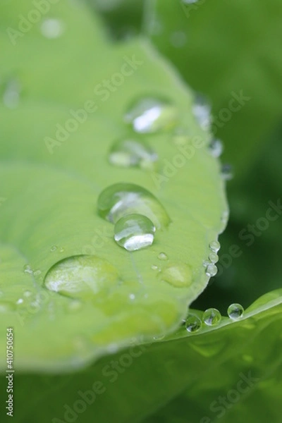 Obraz water drops on leaf