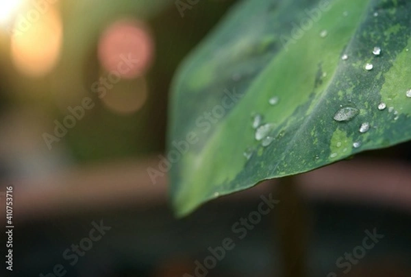Fototapeta Closeup of raindrops on a variegated leaf. Alocasia odora, Selective focus.