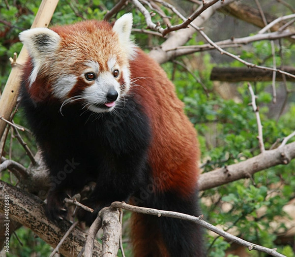 Obraz Kleiner Pandabär.