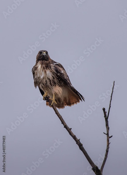 Obraz Red-tailed Hawk