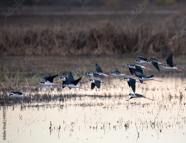 Obraz Black-necked Stilts in Flight