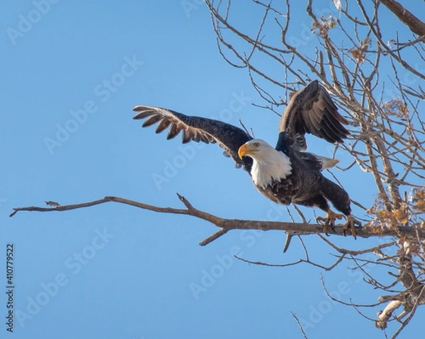 Obraz Bald Eagle Taking Flight