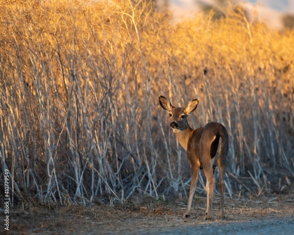 Obraz Black Tail Fawn