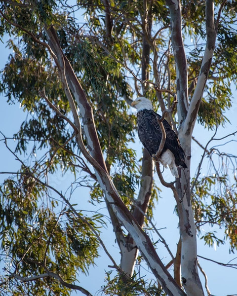Obraz Bald Eagle in Eucalyptus Tree