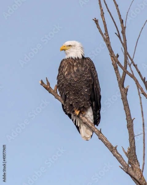 Obraz Bald Eagle