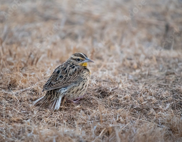 Obraz Western Meadowlark
