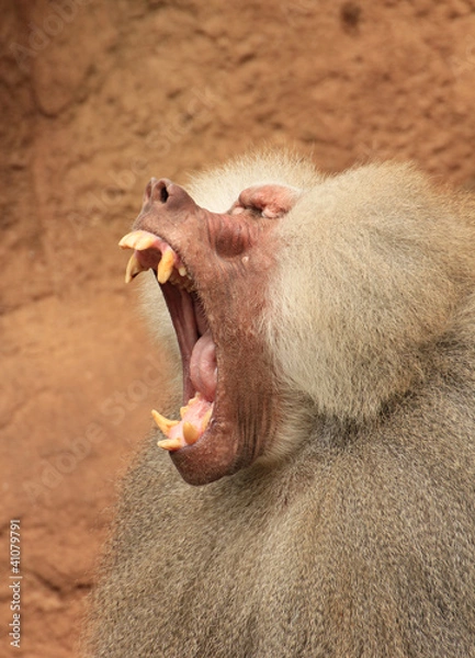 Obraz jawning baboon